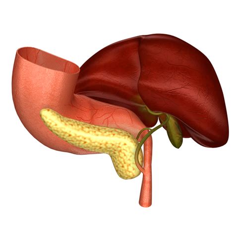 Bile function and liver: Foods that help increase bile production