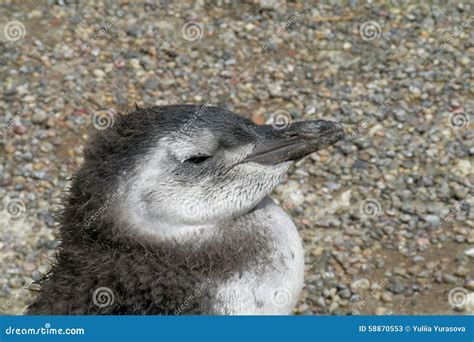 Magellanic Penguin Baby Stock Photo - Image: 58870553