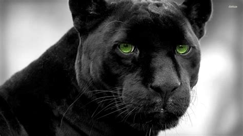 🔥 [44+] Black Panther Wallpapers Downloads | WallpaperSafari