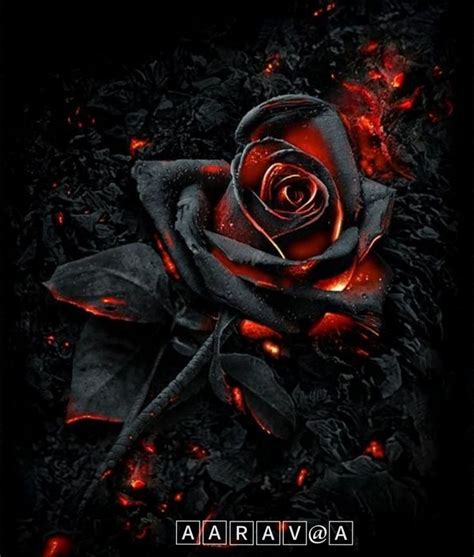 Black Rose with Red Flames