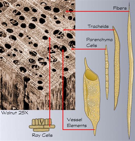 1. Wood Botany