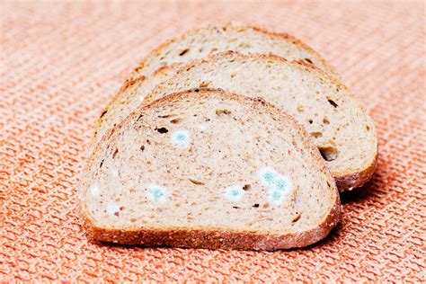 Can You Eat the 'Clean' Part of Moldy Bread?