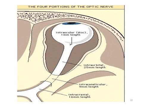 Anatomy of optic nerve and its clinical significance