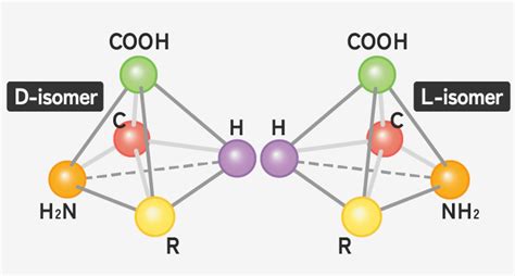 Que sont les acides aminés L, D et DL ? | Les acides aminés expliqués | Acides aminés | Site Web ...