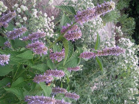 Anise Hyssop,Agastache,Hyssop Plant,Plants for bees,herbs,Anise Hyssop plant,Hyssop,live plants ...