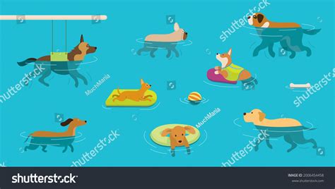 55.388 Dogs Swimming Images, Stock Photos & Vectors | Shutterstock