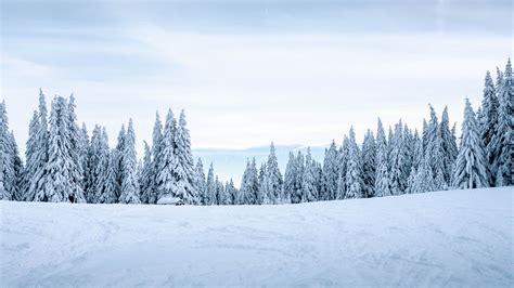 snow, winter, trees, winter landscape, snowy, 4k HD Wallpaper