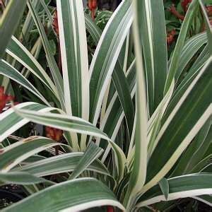 Dianella tasmanica 'Variegata' at San Marcos Growers | Plants, Plant images, Shade garden