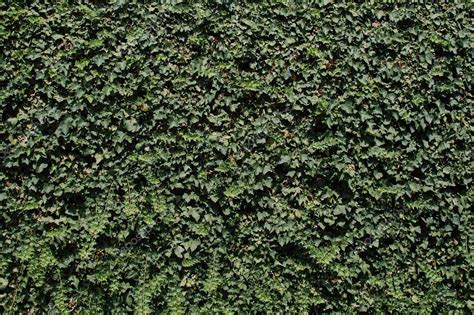 Ivy-covered wall — Stock Photo © disorderly #1968351