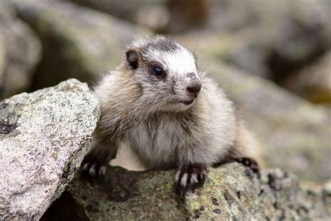 Baby Marmot by HerrHaller on DeviantArt