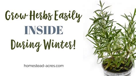 Growing Herbs Indoors: Tips For Growing Herbs Indoors In The Winter ...