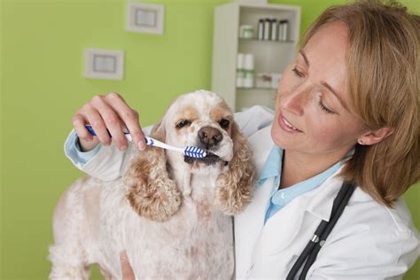 Your Pet's Teeth: Dental Care Questions