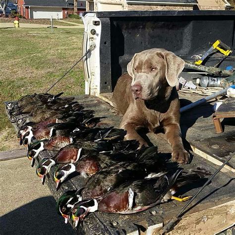 Some wood ducks taken in Louisiana : Hunting