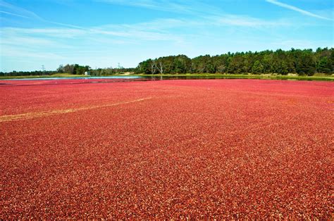 Visiting Cranberry Bogs in Massachusetts | Cranberry bog, Cranberry ...