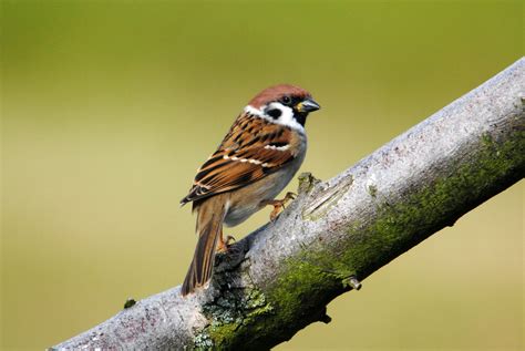 House sparrow vs tree sparrow | Wildlife blog | Scottish Wildlife Trust