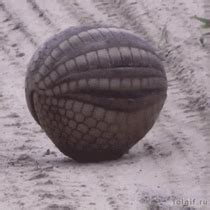 Armadillo photos | Meme Guy