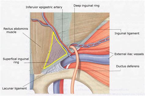 The Health Website : Femoral Hernia