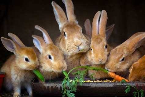 Essential Rabbit Diet Tips: How to Feed Your Rabbit