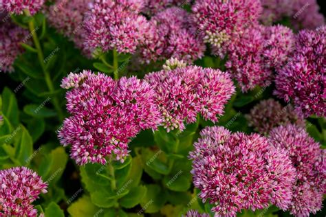 Premium Photo | Sedum flower. sedum spectabile flowers. garden flower ...