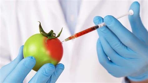 Everything you must know about Genetically Modified Organisms or GMOs