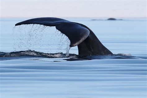 The Mystery of the Oldest Bowhead Whale | Arctic Kingdom