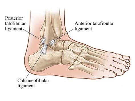 Anterior Talofibular Ligament | New Health Advisor