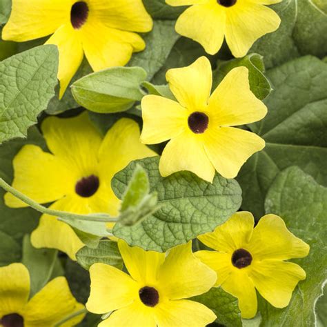 Lemon A-Peel® - Black-Eyed Susan Vine - Thunbergia alata | Proven Winners