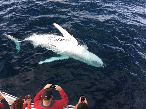 10 Best Whale Watching Locations In The World