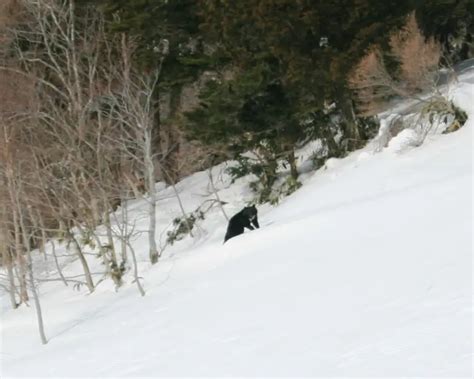 Japanese black bear - Facts, Diet, Habitat & Pictures on Animalia.bio