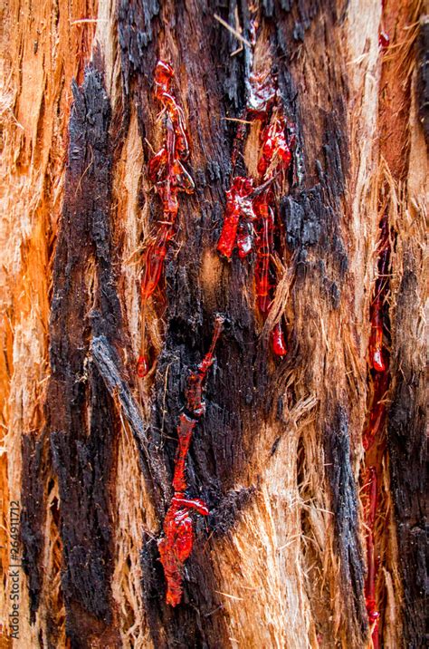 Bloody red kino on Corymbia opaca tree (also known as the desert ...