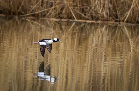 Troy Marcy Photography | Bufflehead Duck