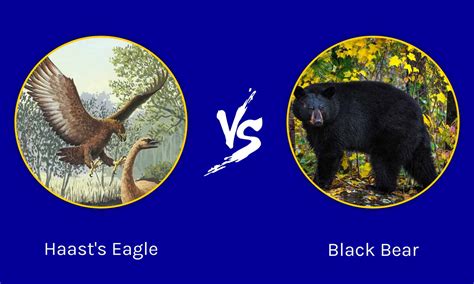 Epic Battles: The Largest Eagle Ever vs. Black Bear - A-Z Animals