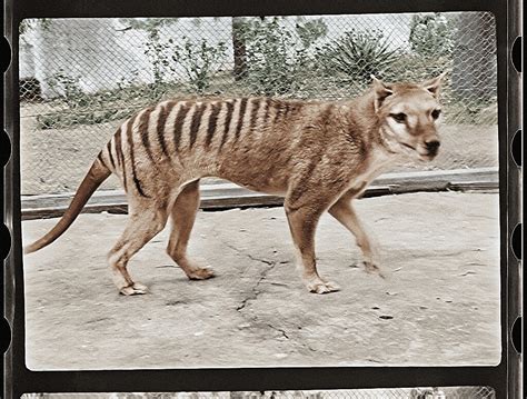 The thylacine (Tasmanian Tiger) may have been rediscovered | Page 4 | RTG Sunderland Message Boards