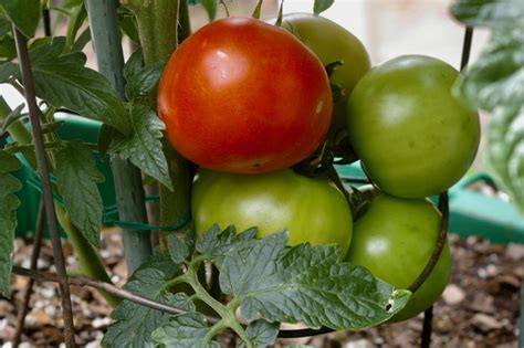 First ripe tomato of the year - PentaxForums.com