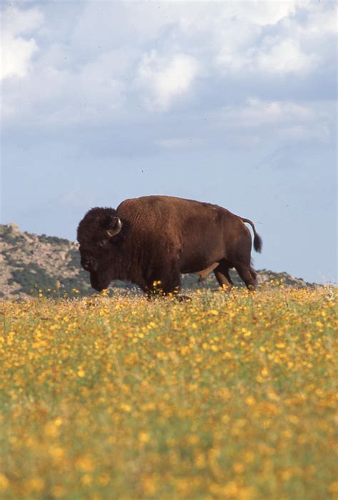 Buffalo - The Gateway to Oklahoma History