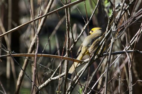 Rare Yellow Cardinal Bird Sighting in Florida - Birds and Blooms