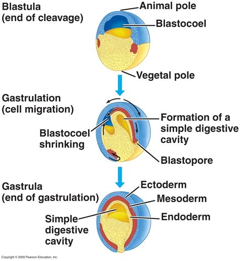 Human embryonic development - BIOLOGY4ISC