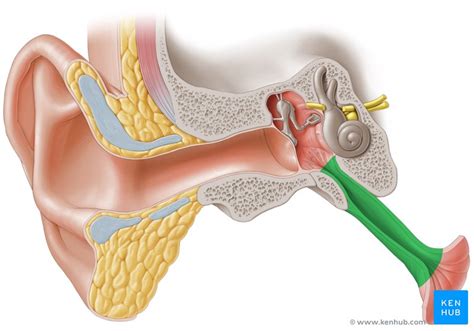 Eustachian (pharyngotympanic) tube: Anatomy and function | Kenhub