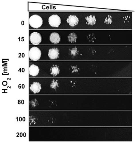 Pathogens | Special Issue : Identification and Infection of Sporothrix ...