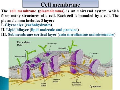 Basic cytology