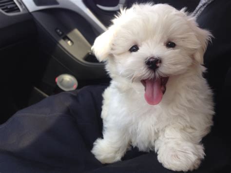 Everyone Loves Those Cute Maltese Puppies - Furry Babies