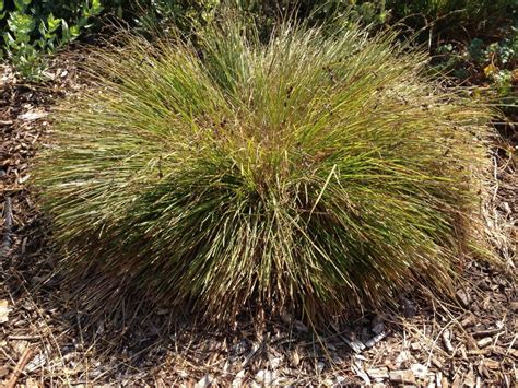 Grasses & Sedges in the Landscape | ongardening.com