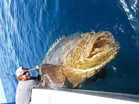 Fort Myers Fishing Report: Feb. 2017 - Coastal Angler & The Angler Magazine