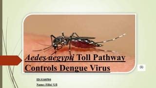 Aedes aegypti | PPT