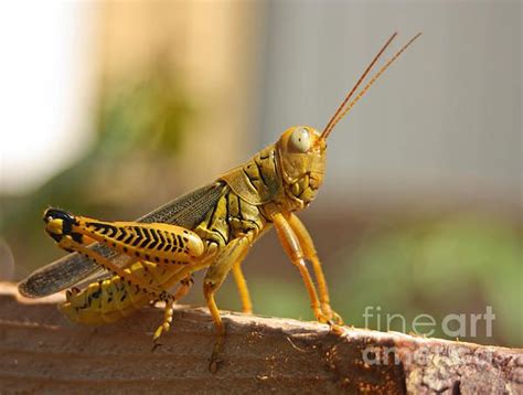 Large Yellow Grasshopper | Fine art america, Nature photography, Fine art