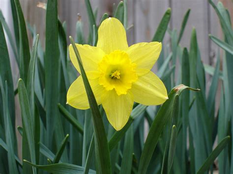 File:Daffodil-flower.jpg - Wikimedia Commons