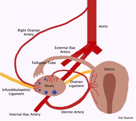 Ovarian Artery