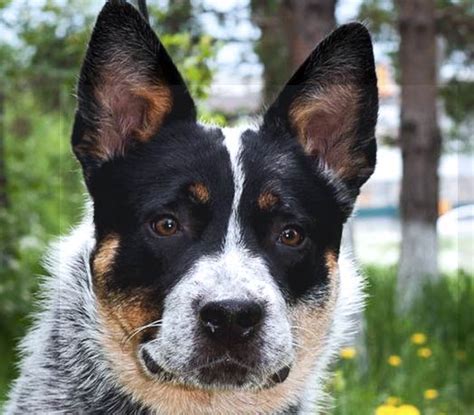 Blue Heeler Rat Terrier Mix - A Good Dog? - FunDogFitness.com