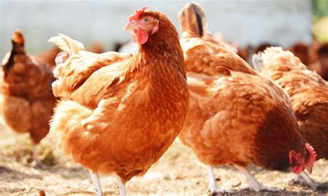 Poultry Farming Business | Advantages & How to start - Afrokonnect