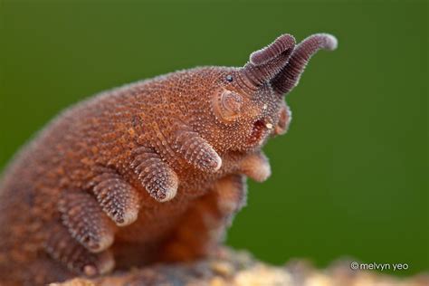 Macro Photography Velvet Worm By Melvyn Yeo